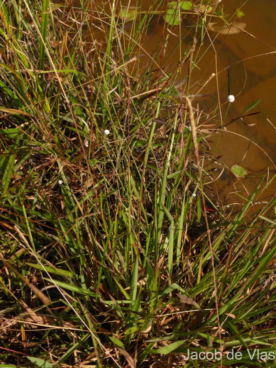 Eriocaulon sexangulare L.